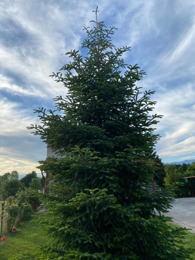 Guesthouse Anestis Angistron Bagian luar foto